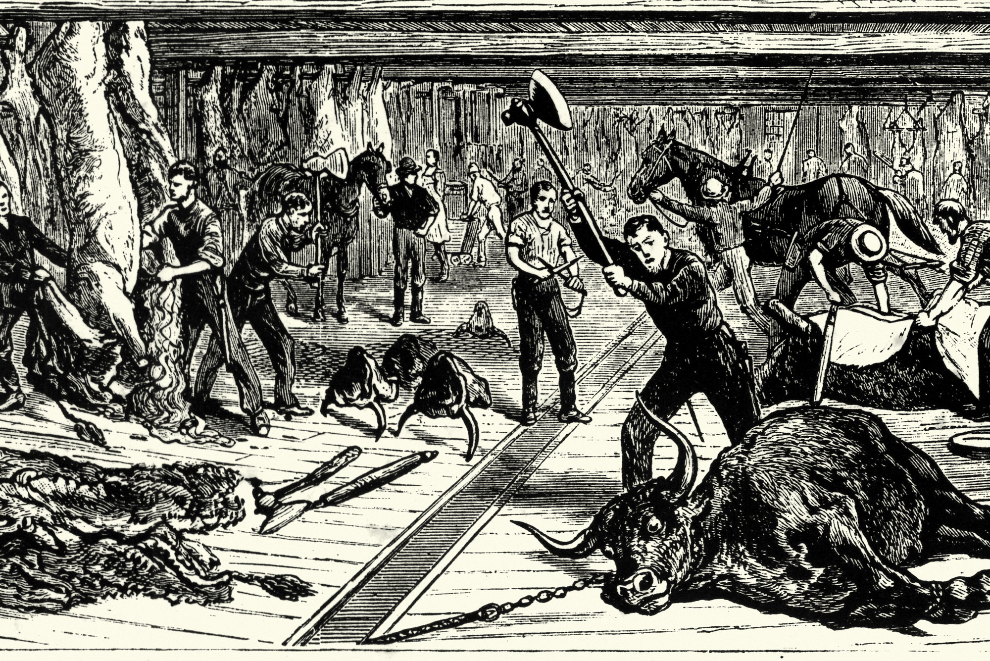 An illustration of a 19th century slaughterhouse in Chicago