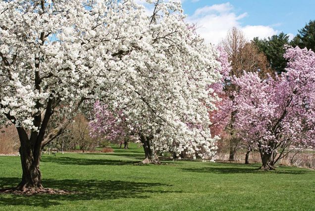 A photo of Arnold Arboretum in the spring