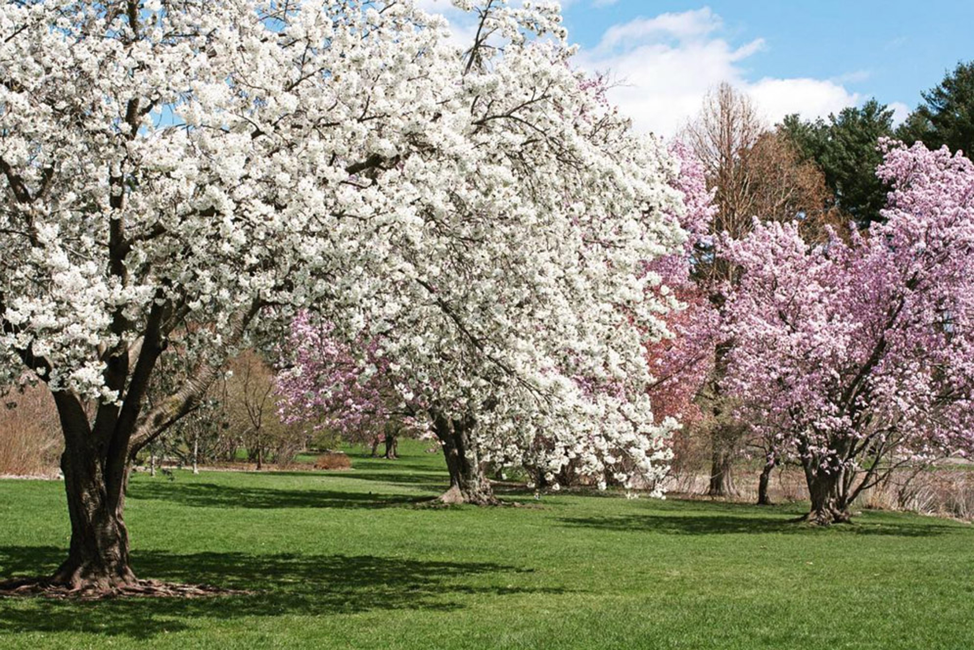 A photo of Arnold Arboretum in the spring