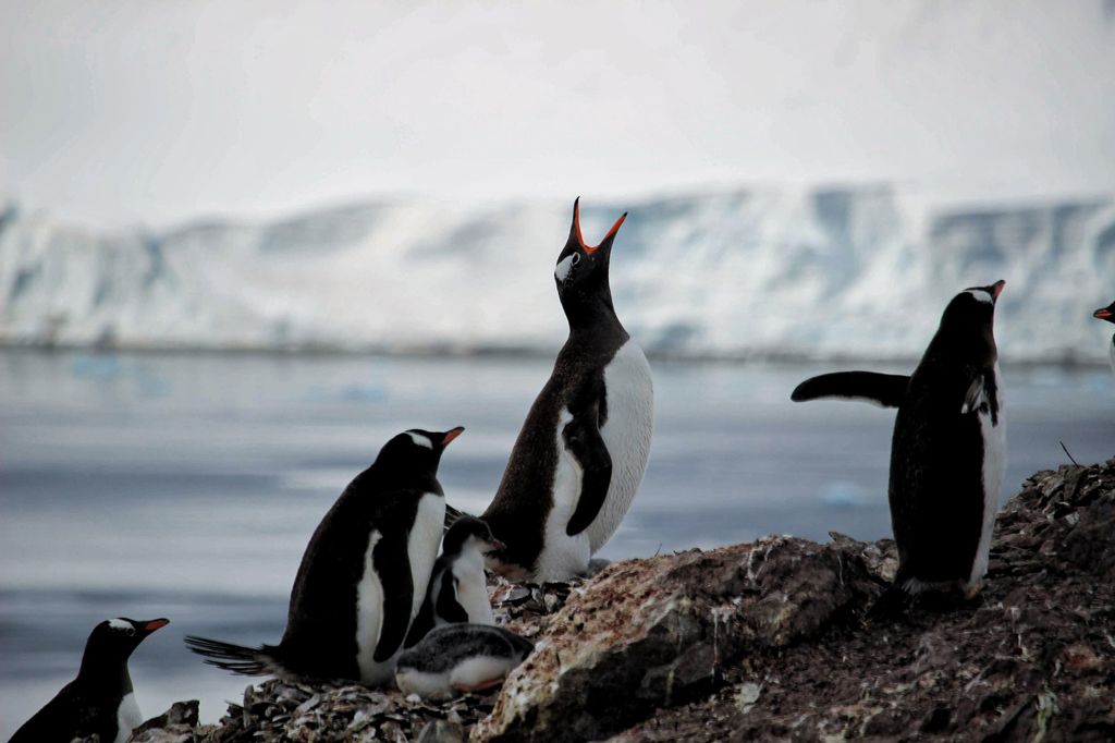 Photo of three penguins on a rocky shore, with an iceberg in the background. One penguin raises its head and lets out a squawk.
