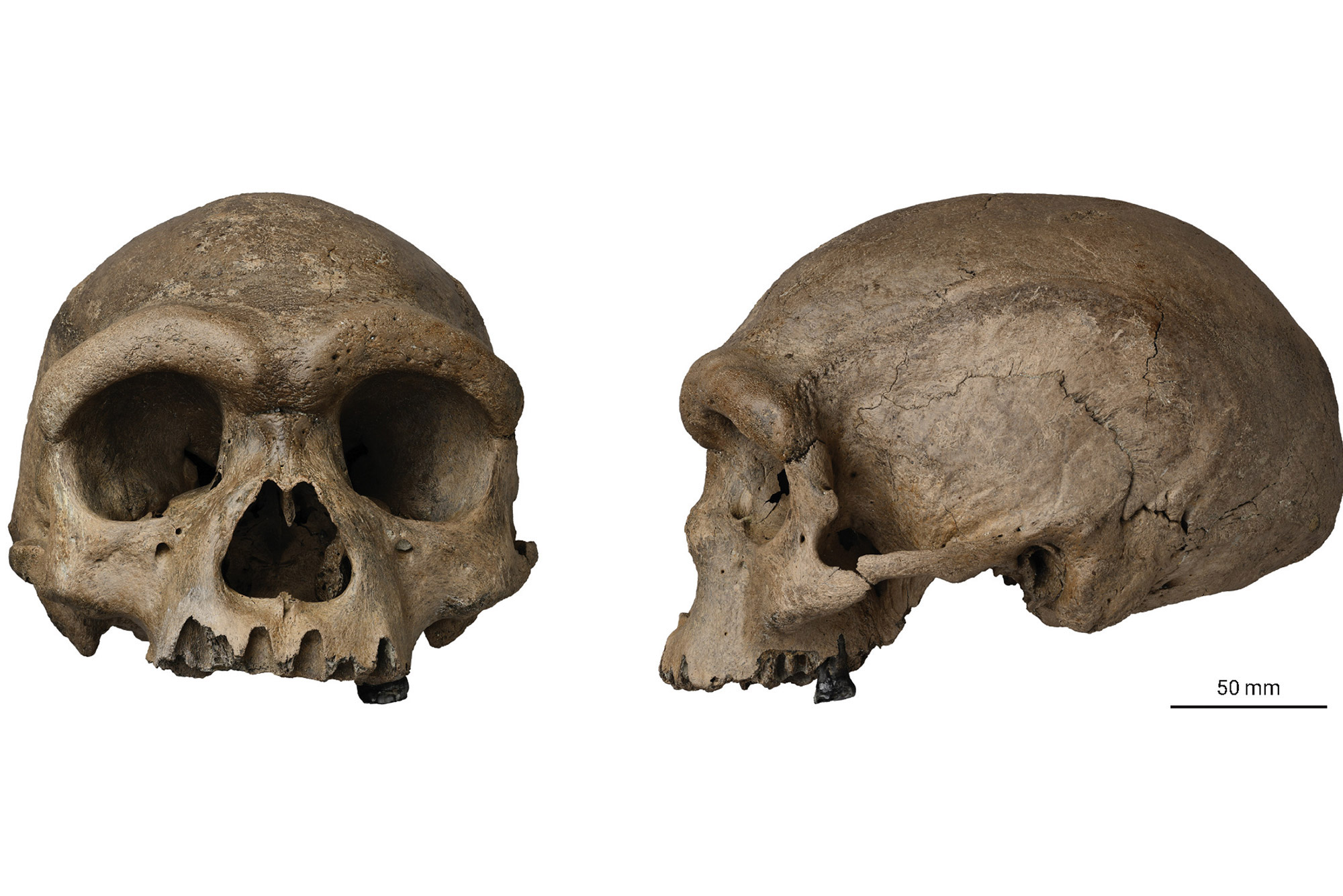 A photo of Dragon Man's skull