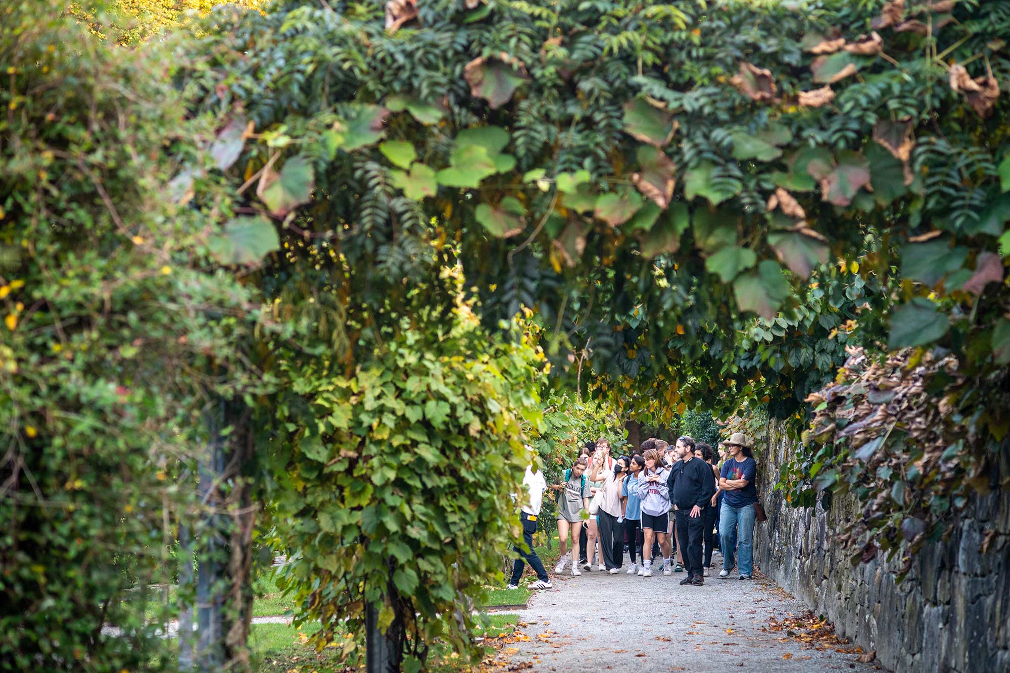 Photo of a class walking through Arnold Arboretum. They are framed by a vine of leaves, it looks like early fall.