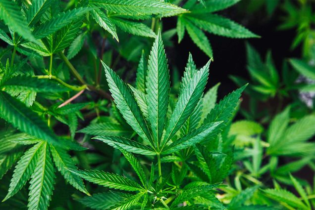 A photo of many cannabis leaves on a living plant. President Biden’s pardons for people convicted under federal marijuana possession law are a good-faith, but limited step in reforming cannabis policy, BU’s Seth Blumenthal says. Photo by Rick Proctor/Unsplash