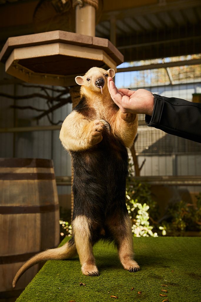Photo: Ambassador animal Fernando the tamandua—Fern for short—an amiable cousin of the anteater. It stands on its hind legs as a hand pets it.