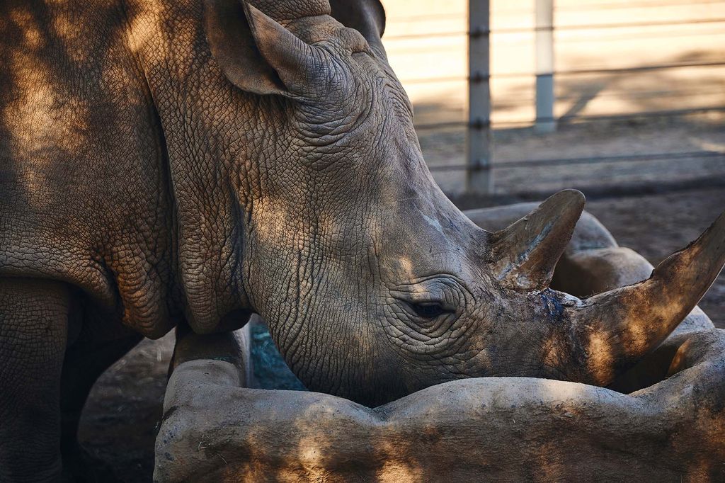 Photo: A white rhino drinks from a large, stone well of water.