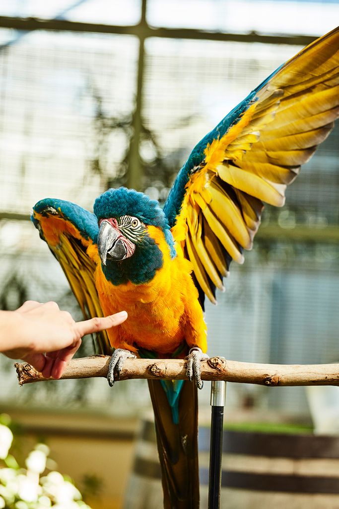 Photo of a blue-throated macaw. A large yellow and blue bird is shown being poked in the stomach with its wings wide open in response.