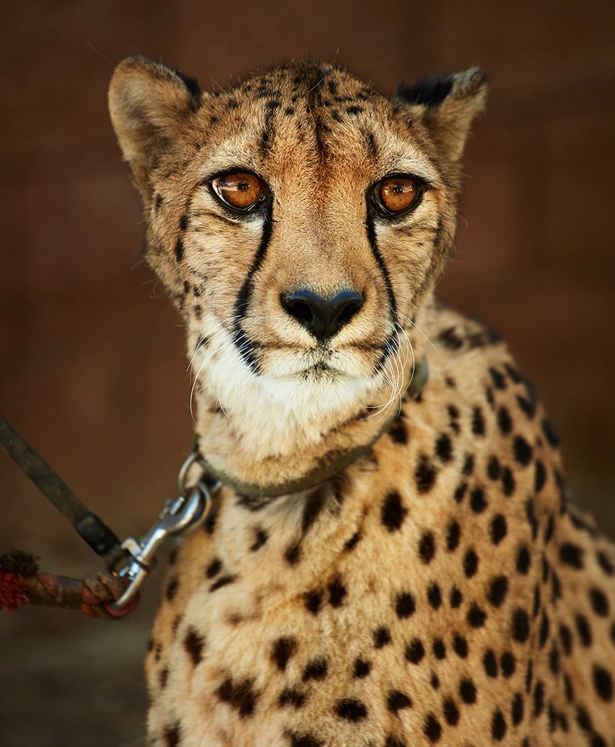Closeup photo of a cheetah wearing a thing black leash. Spotted big cat with burnt orange eyes gazes tot he right.
