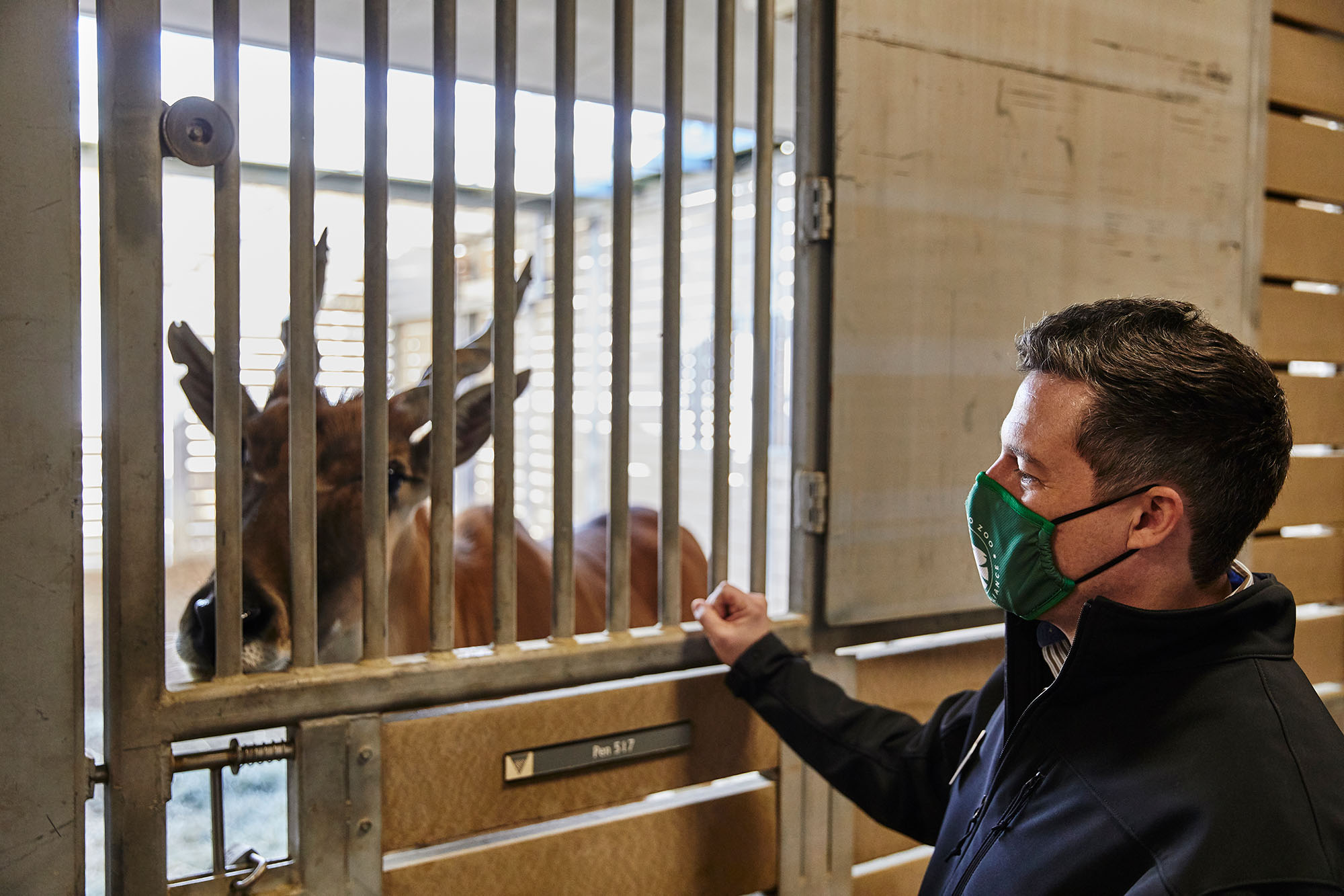 Photo: Fredholm checks on an eland in the hoofstock facility at San Diego Zoo Wildlife Alliance’s Paul Harter Veterinary Medical Center. A white man wearing a dark green face mask and navy blue sweatshirt looks through a caged enclosure towards an eland.