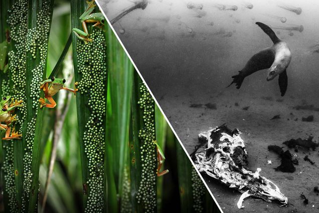 A composite photo with treefrogs in Costa Rica on the left, and a Sea Lion on the right with a white line dividing the two images.