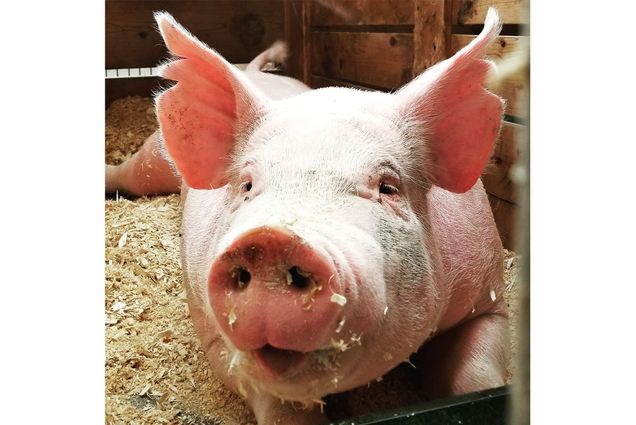 Photo: Closeup of a large pig looking at the camera as it rests in a wooden crate filled with hay.