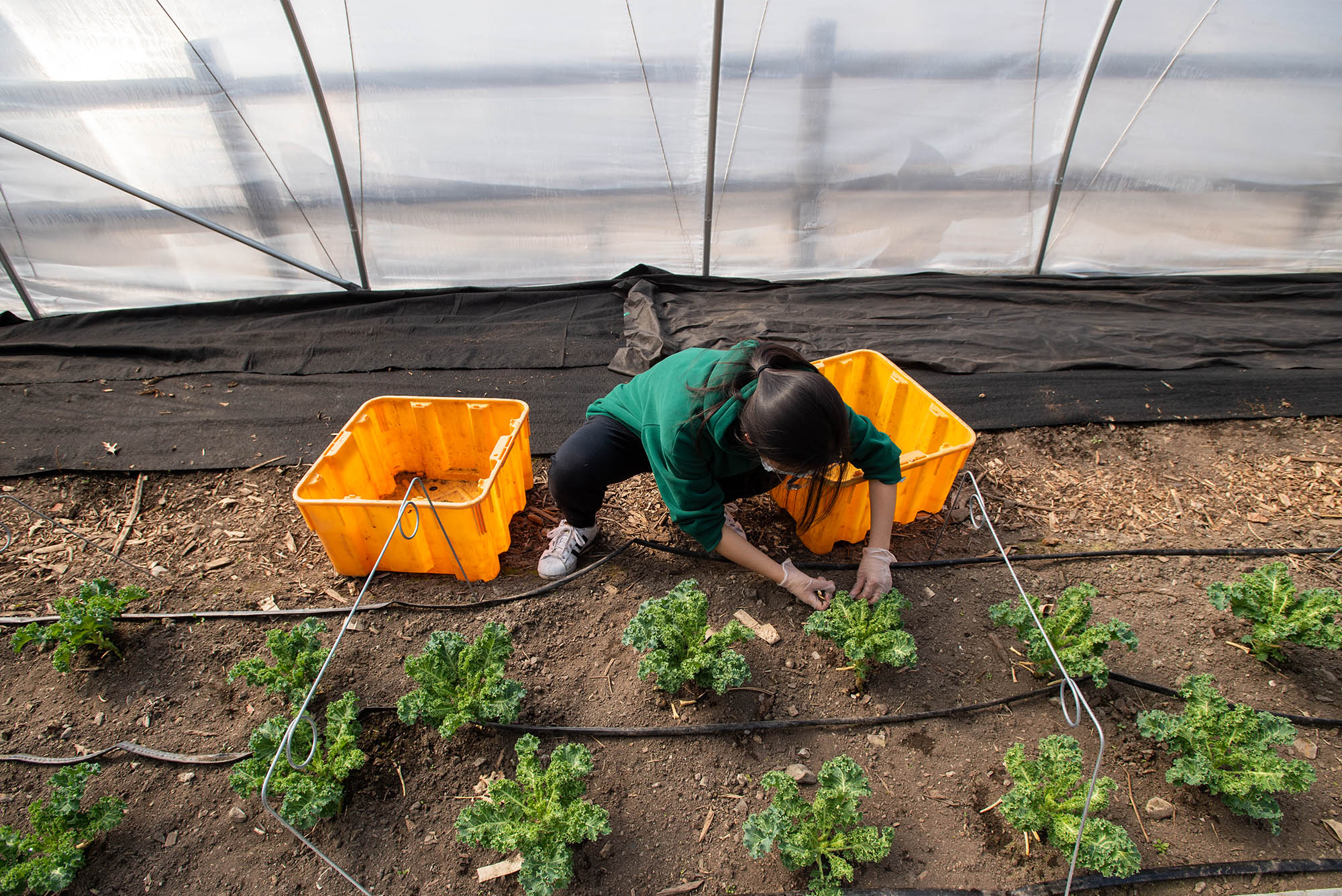 3/11/22 -- Dorchester, MA Christy Li (Questrom’25) weeds in the greenhouse at Victory Programs’ ReVision Urban Farms in Dorchester March 11. Li was there with other volunteers from BU who were participating in a modified, localized Alternative Spring Break for the week. The group helped unroll massive tarps to cover crops, rake columns for growing and weed outside and in the farm’s greenhouse. Photo by Cydney Scott for Boston University Photography