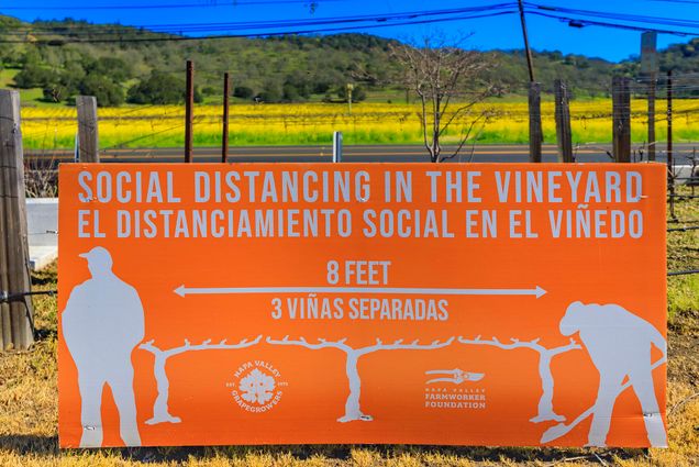 Photo: An orange social distancing sign during the COVID-19 pandemic with grape vines at a vineyard in Napa Valley, California. sign reads "Social distancing in the vineyard" in English and Spanish and shows icons to demonstrate being 6 feet away from each other.