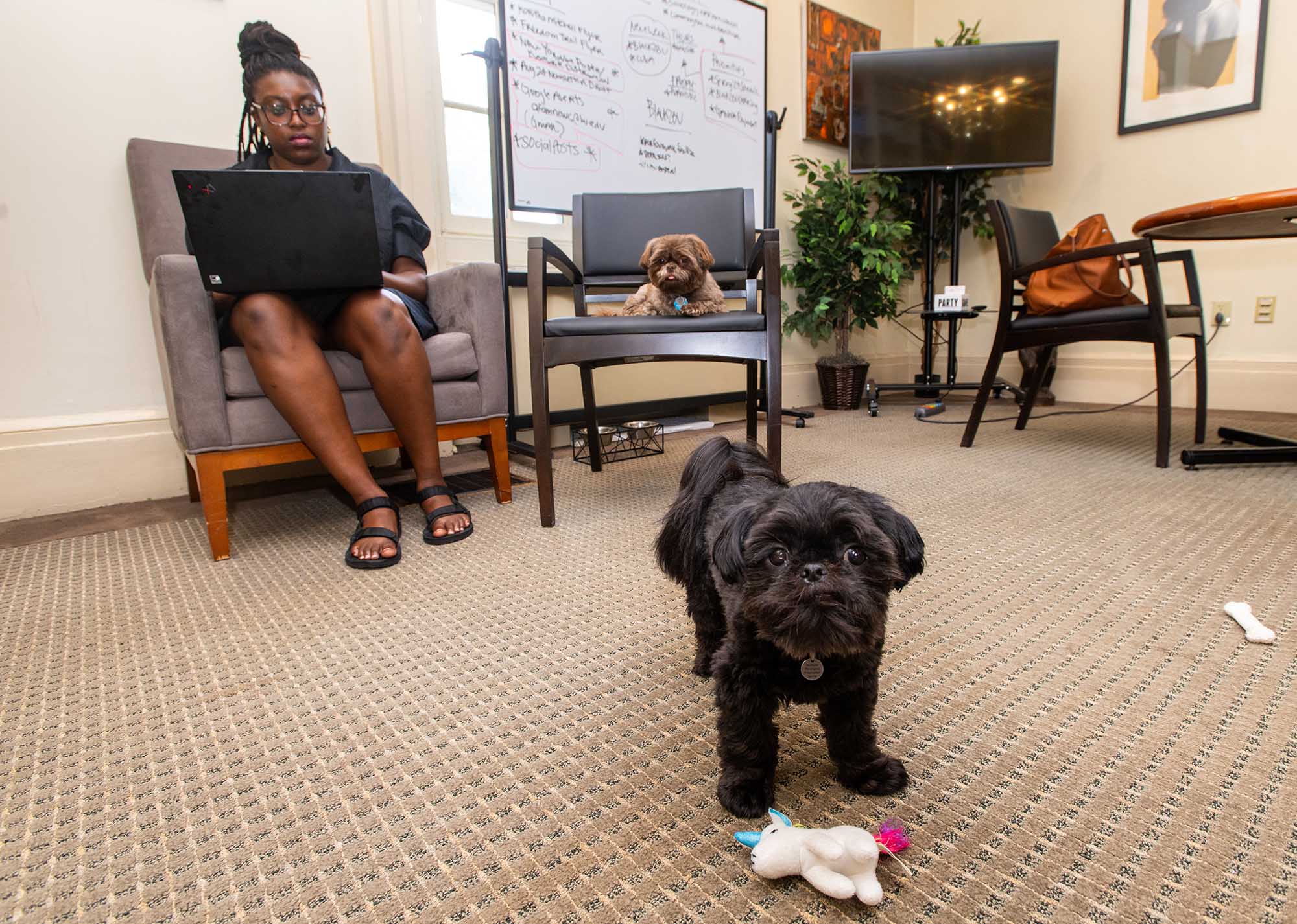 Photo: Rachel Edwards, a young Black woman wearing all black clothes and glasses, sits in an armchair and works on her laptop. To her right, a brown shih tzu dog rests in a similar chair. In front of both stands a small, black shih tzu dog. It looks up to the camera as a toy lies at it's feet.