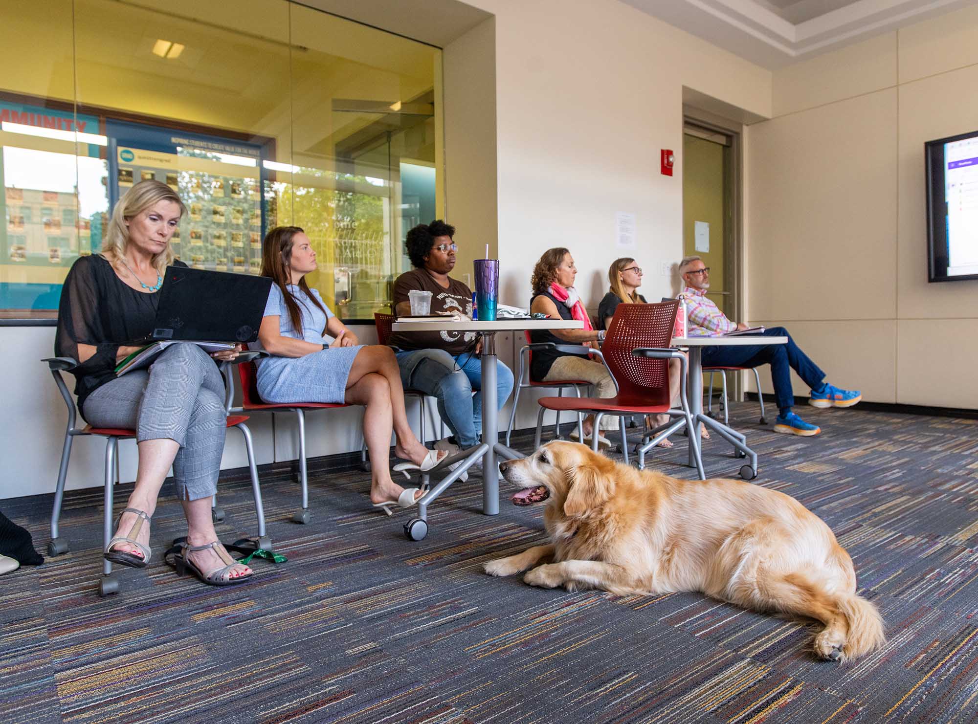 Photo: Nine year old golden retriever Kane sits through a staff meeting with his owner Lucy van Beever. A white woman with blonde hair is shown sitting at a desk with laptop open. She wears a black top and jeans as a golden retriever dogs smiles and lies at her feet. Other staff workers sit at similar desks with laptops open.