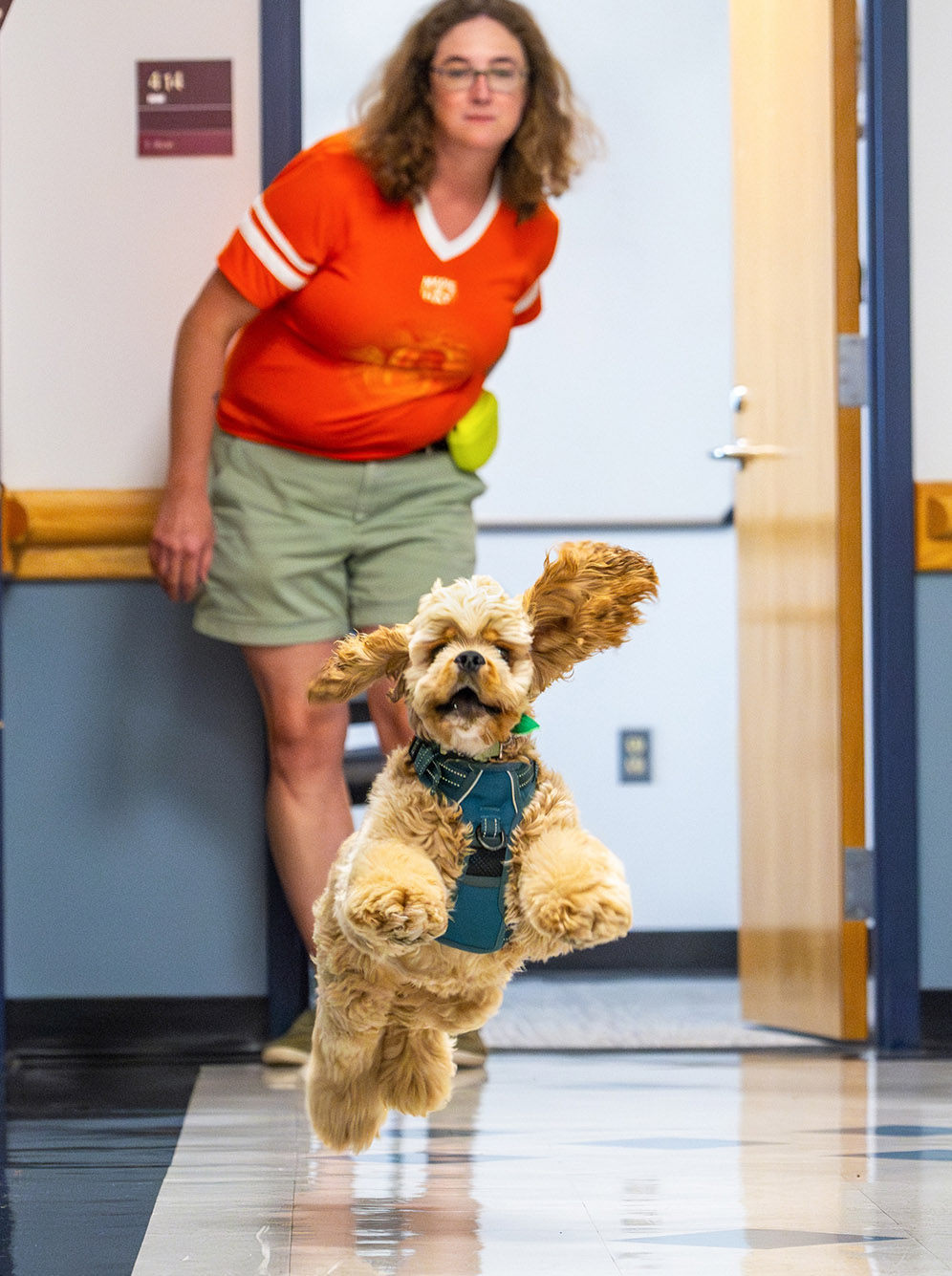 Photo: Emily Ryan, a woman wearing a red BU collared shirt and khaki shorts, looks down a hallway as a cocker spaniel puppy dog races down towards the camera.