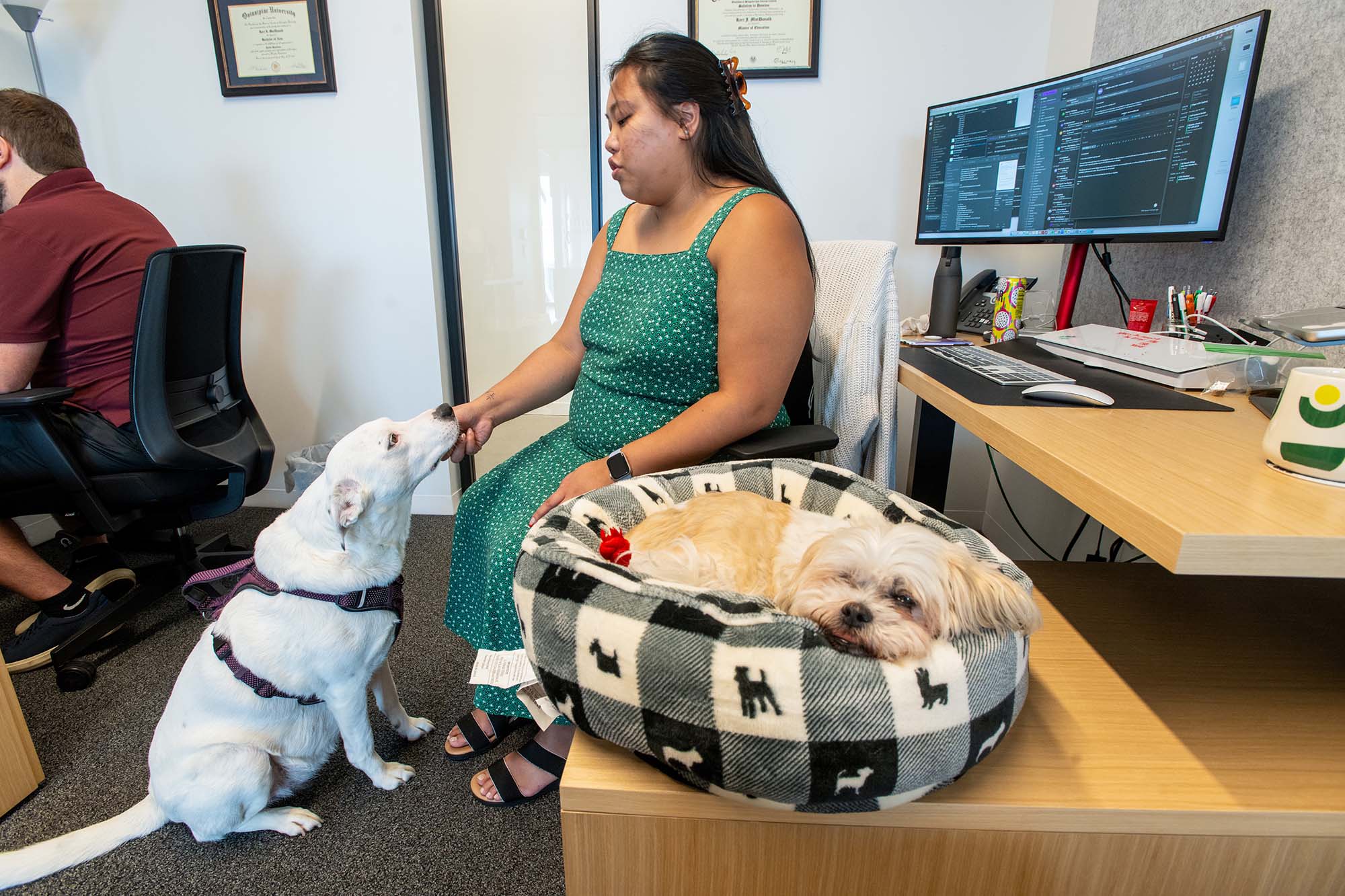 Photo: Kori MacDonald, a tan woman wearing a green dress, sits in a chair as she feeds a white border collie mix dog. To her right, a white bichon shih tzu mix rests in a small dog bed on her desk.