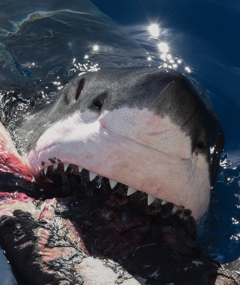 Photo: Close up photo of a white shark opening it's jaws and gnawing on a mauled seal carcass.