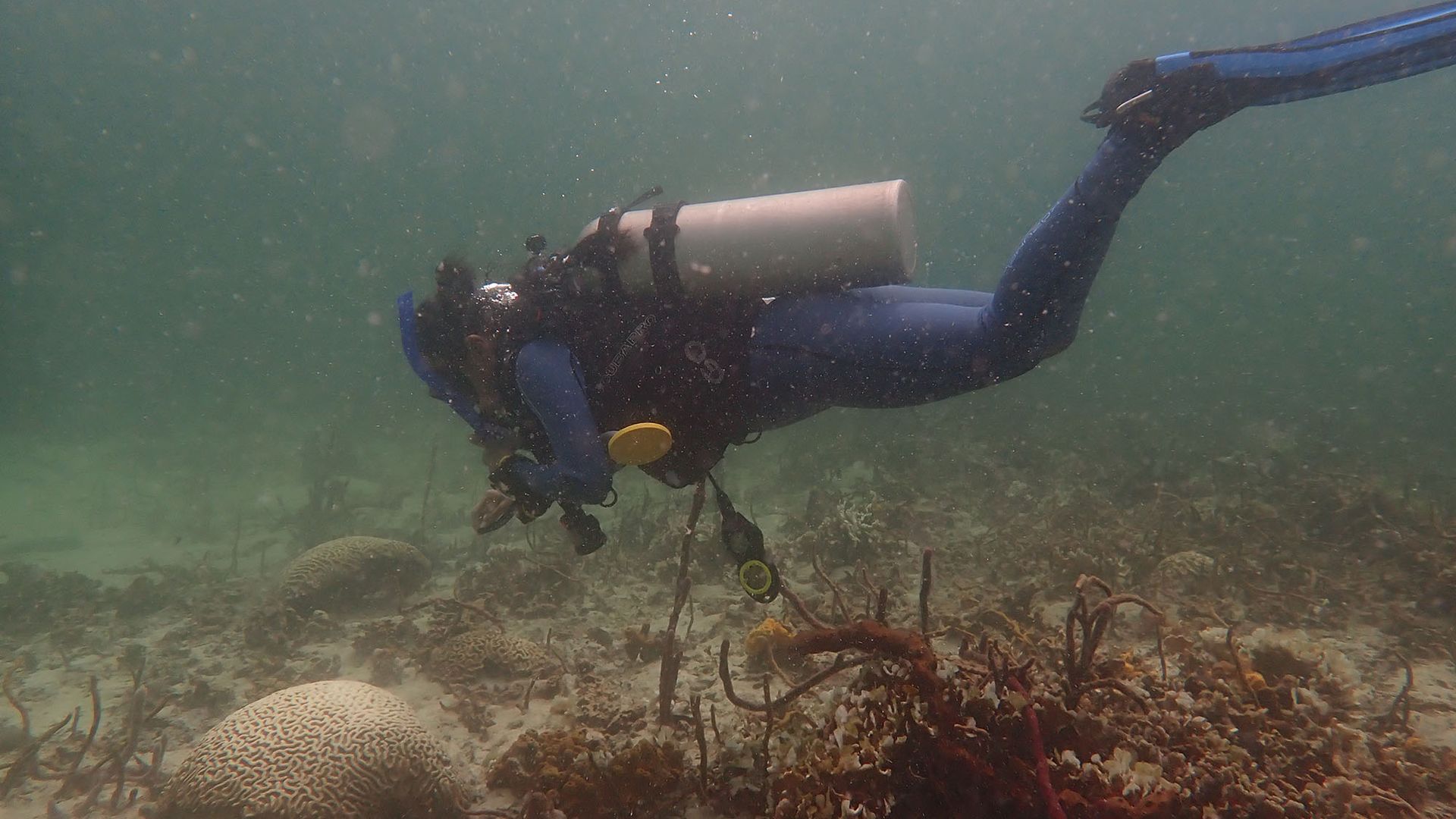 Photo: A scuba diver is shown deep underwater taking photos of bleached, muted coral.