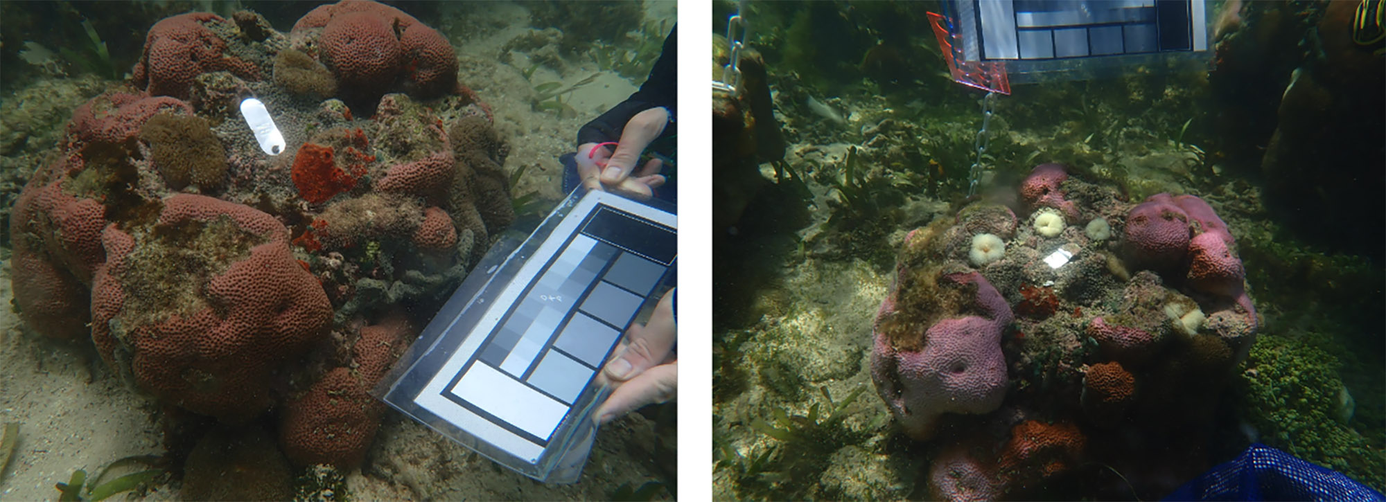Photo: These two side-by-side images are showing the same sites a year apart, the right side all taken in 2023. The right photo is bleaching, and has bleached anemones on top, the white circles. Photo courtesy of Hannah Aichelman and the Davies Lab.