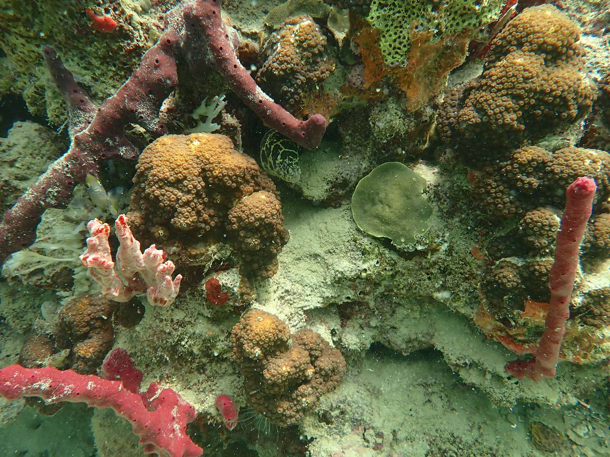 Photo: A mixture of corals and sponges are shown, taken on August 24 at the STRI reef point. The corals look to be Orbicella franksi and Porites astreoides. The pink colors are all sponges.