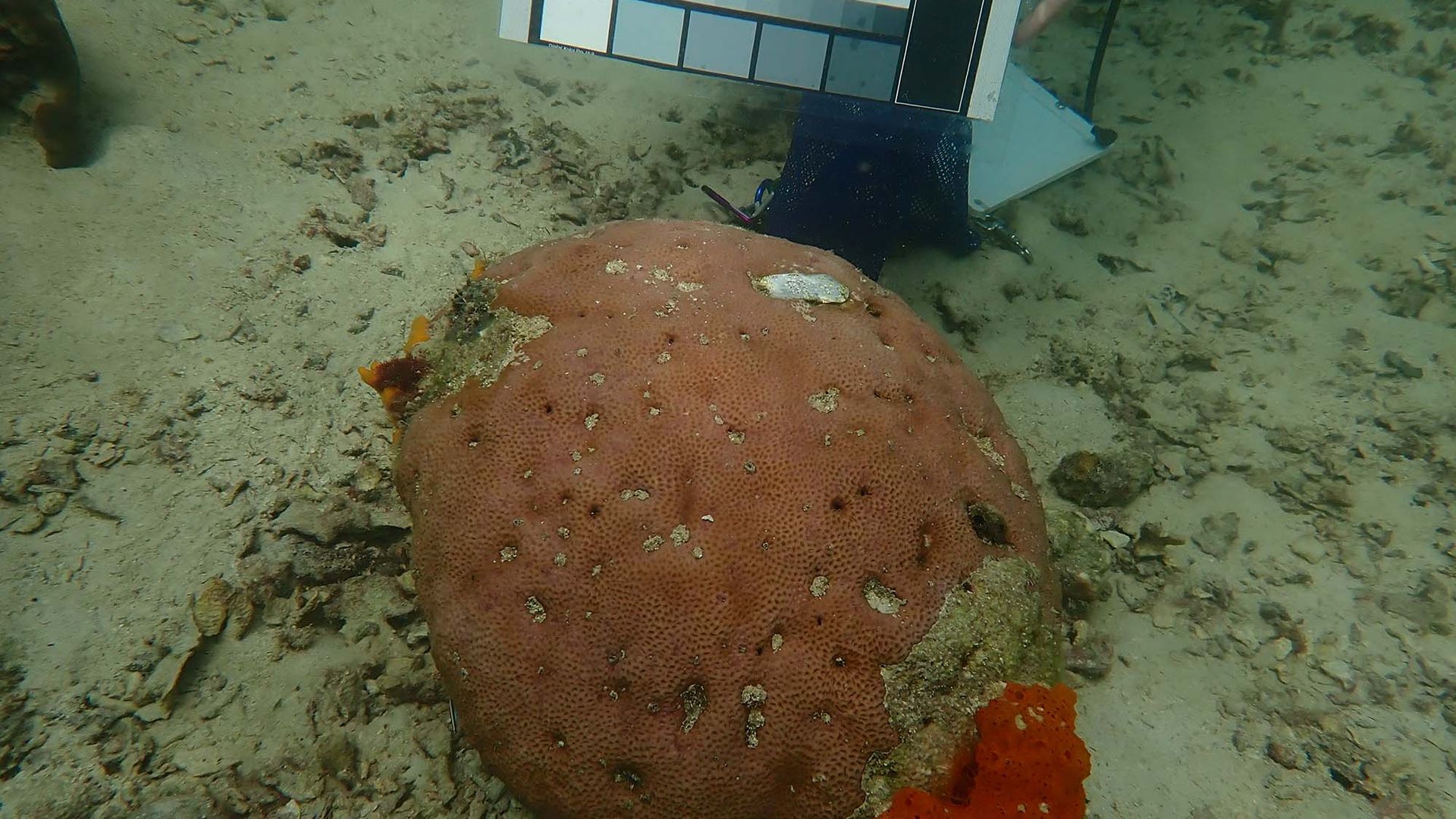 Photo: Underwater photo of one of the coral lineages that Aichelman studies, seen at the reef point near the near the Smithsonian Tropical Research Institute. You can see the metal tag on top of the coral, and the red on the side is another sponge growing around the coral. This coral is not bleaching, and looks pretty healthy. The gray squares are used to standardize photos across different light environments.