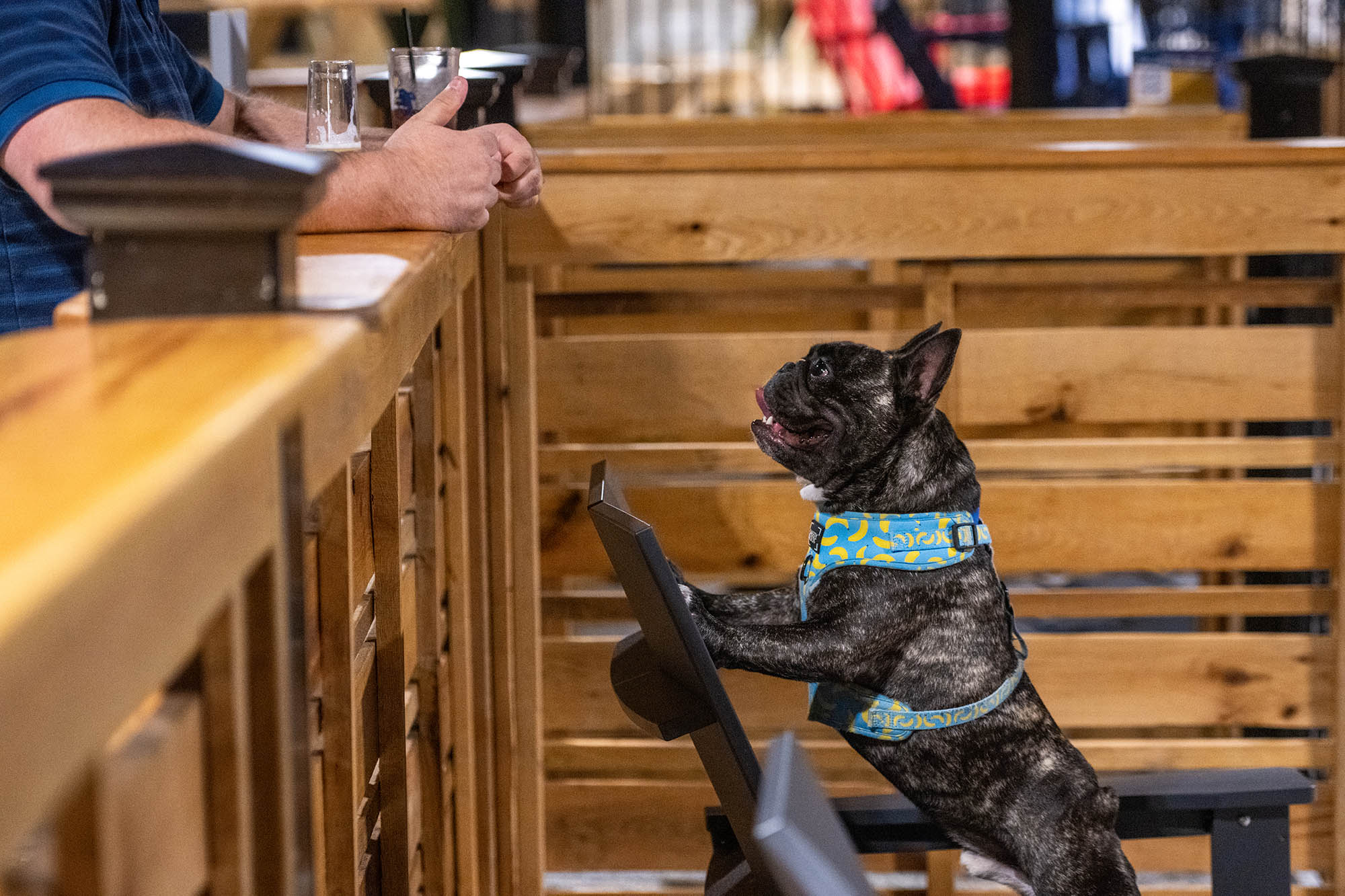 Photo: A blach French bulldog wearing a blue collar vest stands on its legs and looks towards an unseen human enjoying a drink at the park-9 bar.