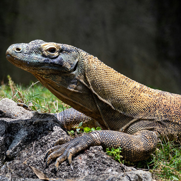 Photo: A large Komodo dragon is shown relaxing on a rock. A large lizard is shown looking off to the distance.