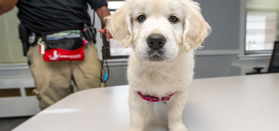 Photo: A white fluffy golden retriever stares at a camera screen, nose first.