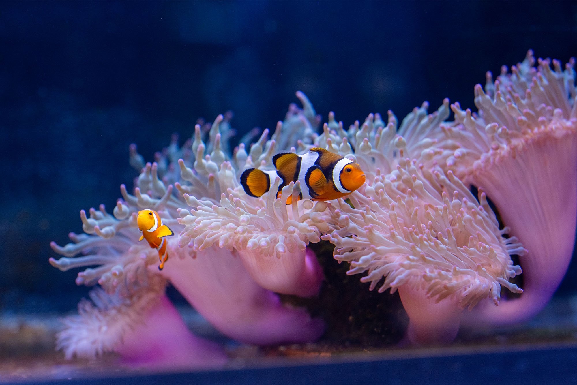 Photo: A clownfish hiding beneath a sea anemone