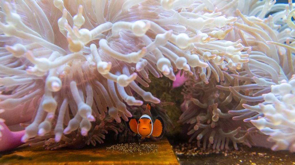 Photo: A clownfish hiding beneath a sea anemone
