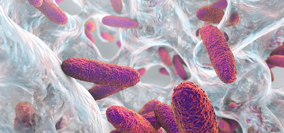 Photo: An illustration of Klebsiella pneumoniae bacteria, long cylinder-like bacteria cluttered all around.