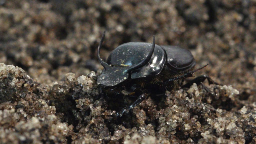 Photo: A picture of a dung beetle crawling in the dirt