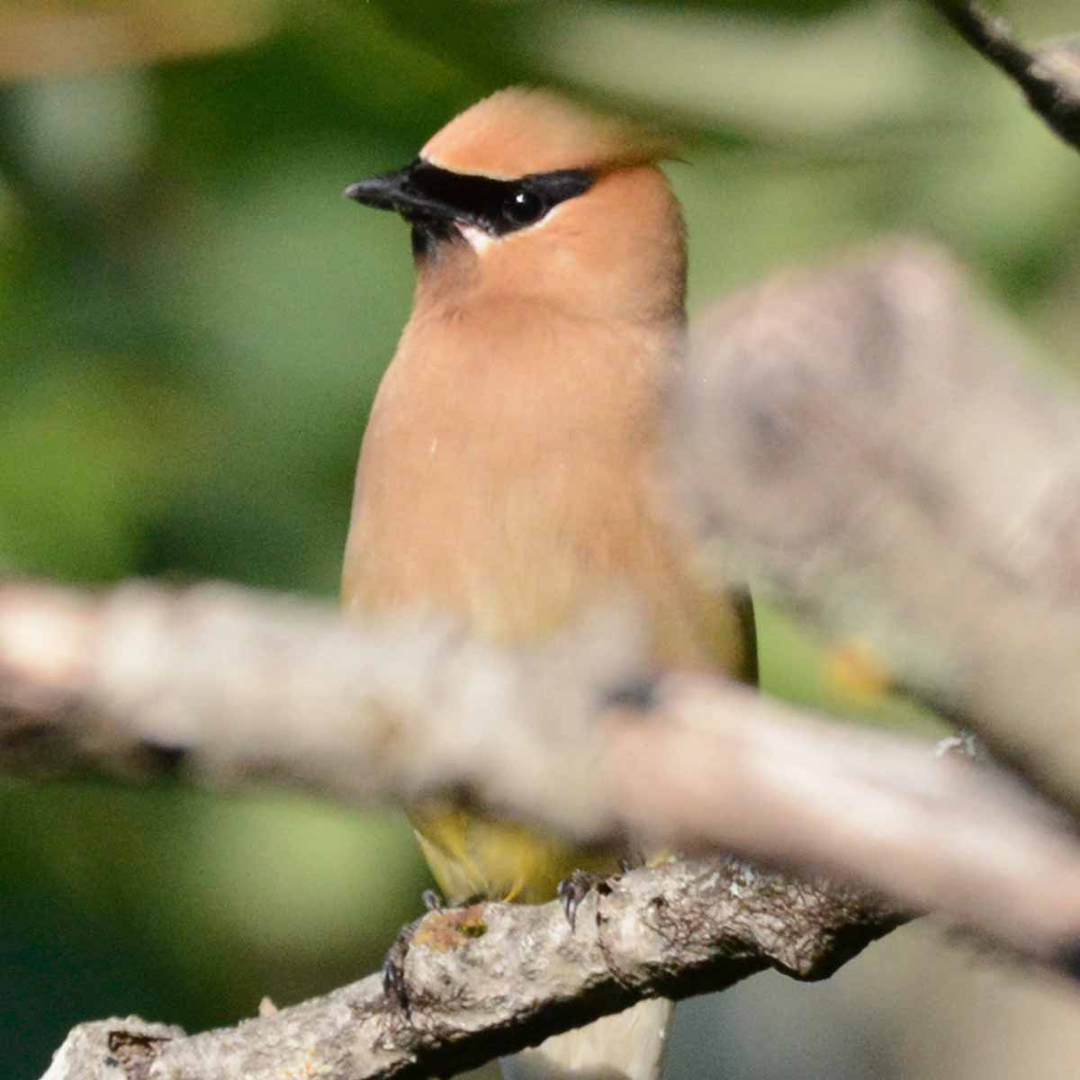 The cedar waxwing is a medium-sized, sleek songbird with a large head, short neck, and short, wide bill. It has a distinctive crest that often lies flat and droops over the back of its head. The wings are broad and pointed, and the tail is fairly short and square-tipped.
The cedar waxwing has a black mask around its eyes, a tan head and breast, a yellow belly, and grayish-brown upperparts. The tail has a yellow band at the tip, and some of the wing feathers have waxy red tips that give the bird its name.
Juveniles are more heavily marked than adults, with dusky streaks below and a fainter dark mask. Some birds may also be less intensely colored and lack the red feather tips in the wings.
Cedar waxwings are known for their acrobatic foraging, often perching at the tips of thin branches to feed on berries and other fruits. They frequently gather in large flocks, especially during the fall and winter months when they can be seen devouring fruit wherever they can find it.
