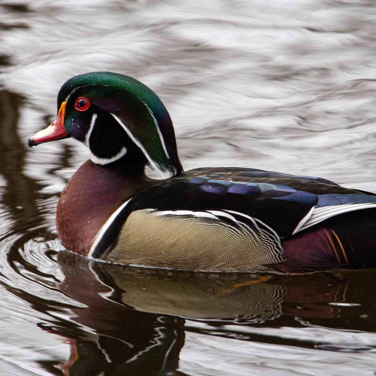 The image showcases a stunning male wood duck swimming in a lake on an overcast day.
The wood duck has a distinctive, iridescent green head with a white chin strap, a bright red bill, and a reddish-brown chest. Its back is a beautiful mix of black, white, and metallic green and blue-purple feathers.
The wood duck's webbed feet and sleek, streamlined body are adapted for swimming and perching in its preferred wetland habitats.