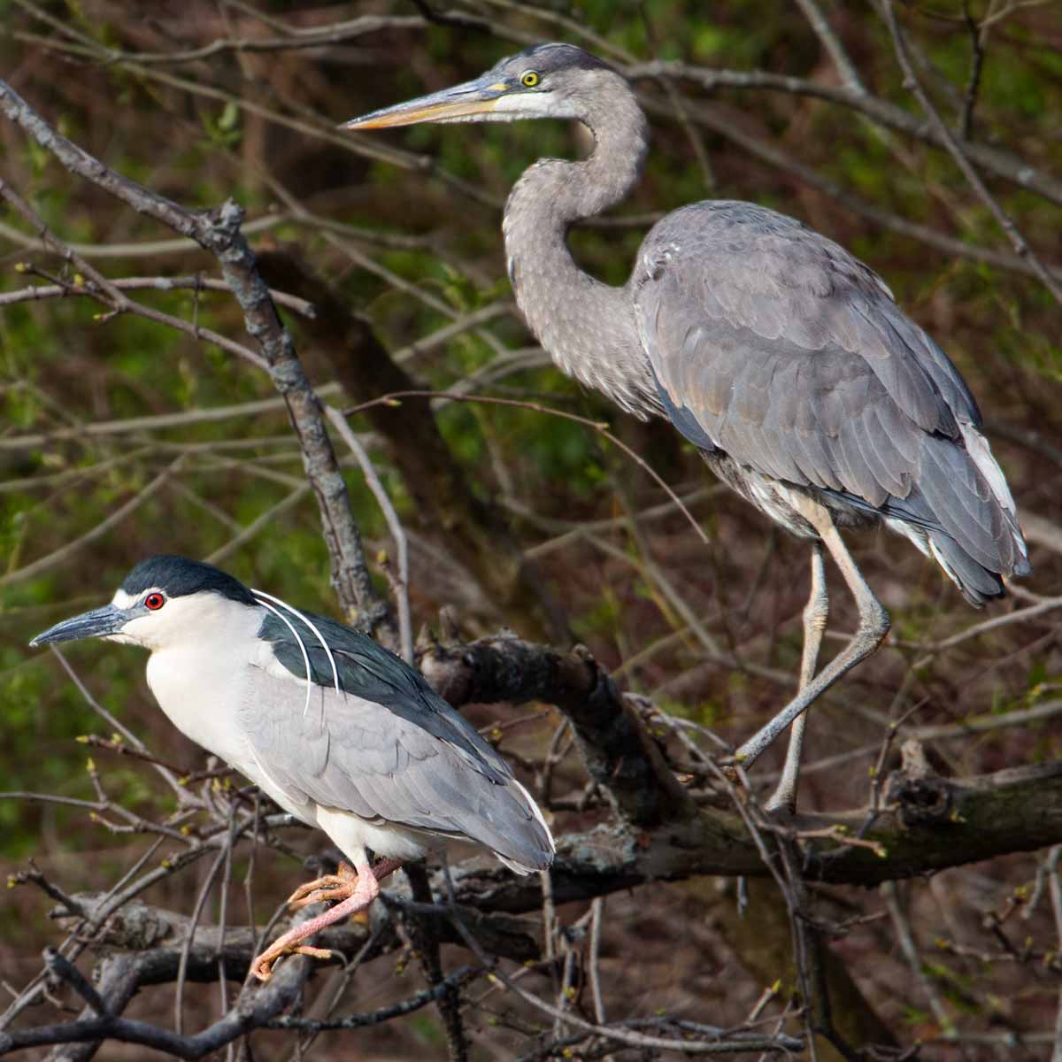 The image depicts two species of herons perched in a branchy area above a body of a pond. A black-crowned night heron stands alert, with a stocky build, short neck, and distinctive black crown and back contrasting with its white underparts. Alongside, a majestic great blue heron stands tall, with long legs, a slender neck, and grayish-blue plumage. Both birds have sharp, pointed beaks adapted for catching fish and other aquatic prey. The branchy, wooded setting provides ideal nesting and foraging habitat for these two heron species, which are commonly found in wetland environments across North America.