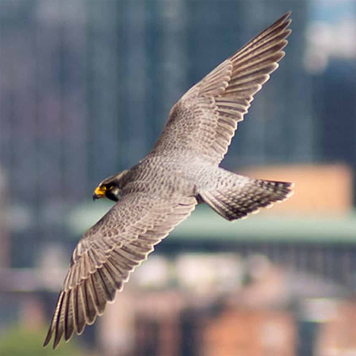 The image shows a peregrine falcon soaring gracefully over the Charles River campus of Boston University. The falcon is the focal point, with its sleek, streamlined body (of neutral off-white and neutral brown feathers) and distinctive hooked beak clearly visible. Its wings are outstretched, propelling it effortlessly through the air. The background is slightly out of focus, but suggests an urban, built-up environment, likely the buildings and infrastructure of the university campus. Peregrine falcons have made a remarkable comeback in recent decades, with nesting pairs now found in many major cities.