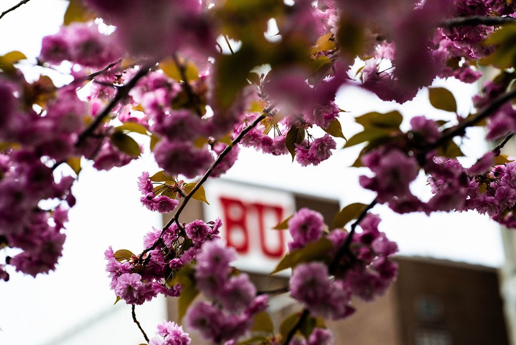Photo: A picture of a pink, blooming tree framing a building that says "BU"