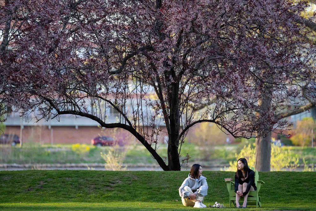 Photo: A picture of two people sitting under a blooming magnolia tree