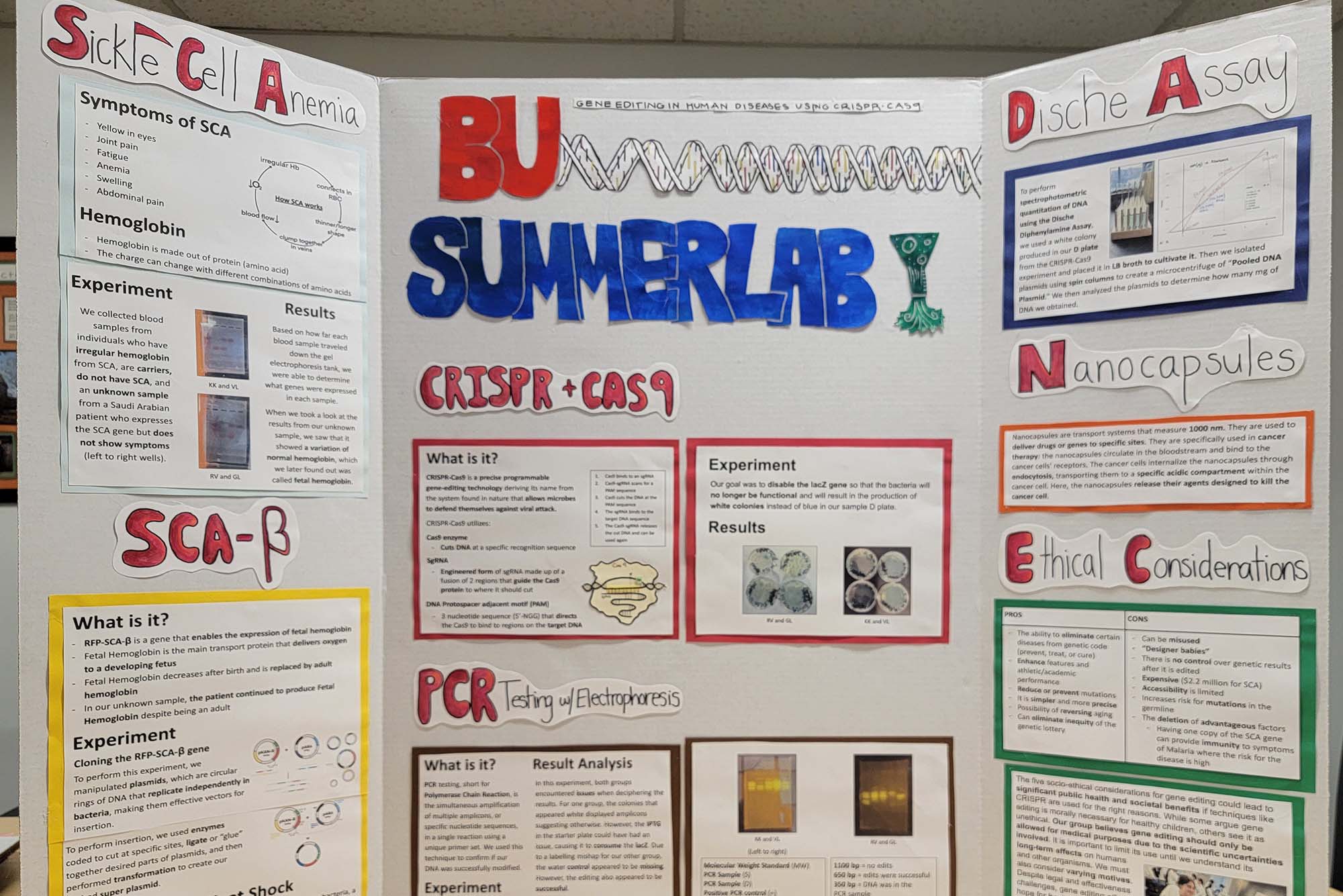 Photo: A picture of a trifold poster boardabout sickle cell anemia. It features bubble letters that say "BU SummerLab" in red and blue.