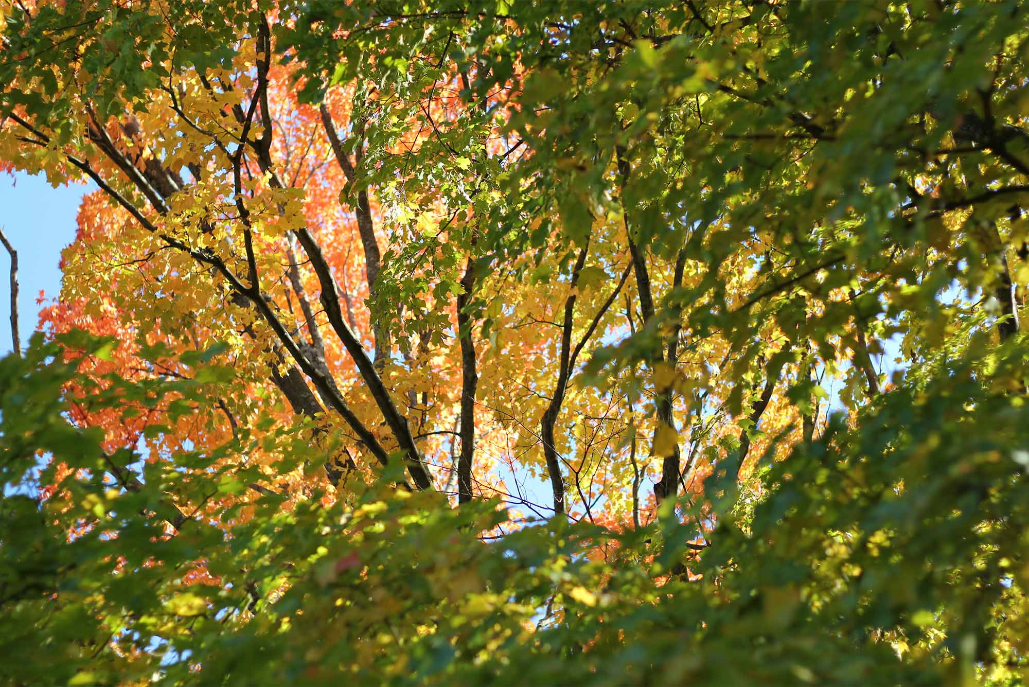 Fall foliage at Mount Auburn Cemetery in Cambridge, MA. Photo via Unsplash/ana_essentiels
