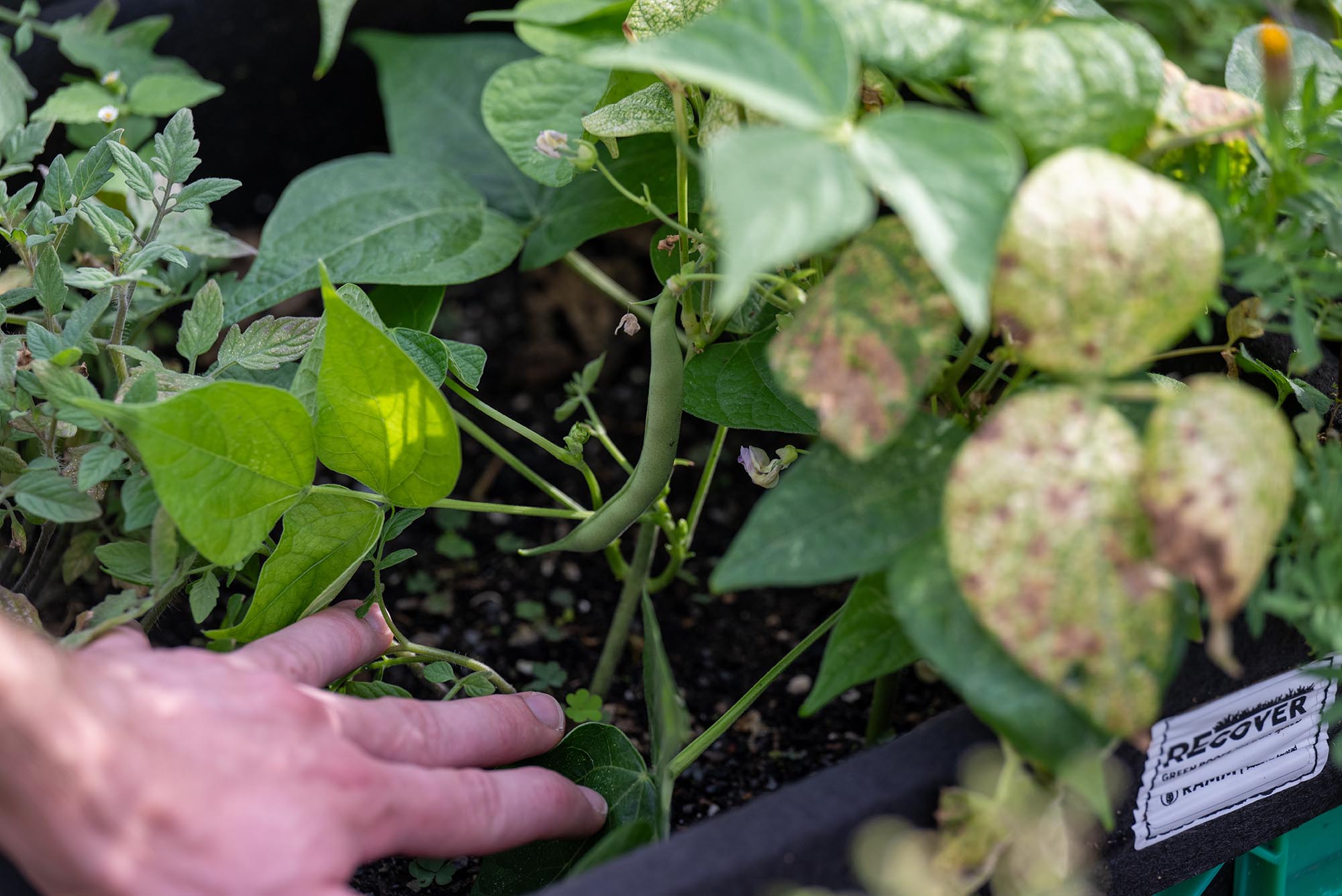 Photo: A closeup image of plants at BU's community garden.