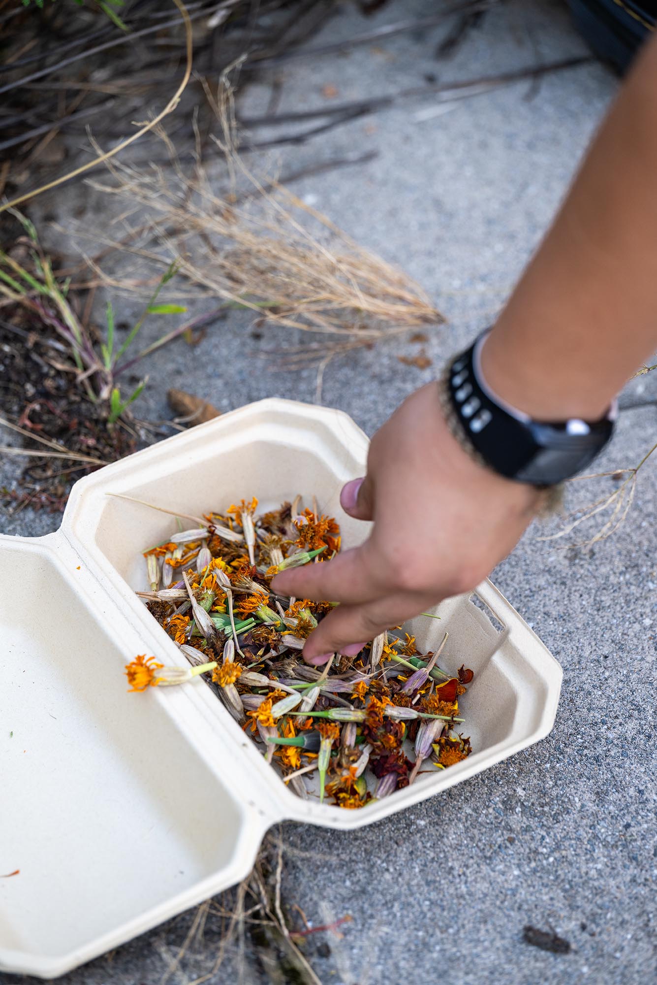 Photo: A hand collecting stems and placing them in a container.