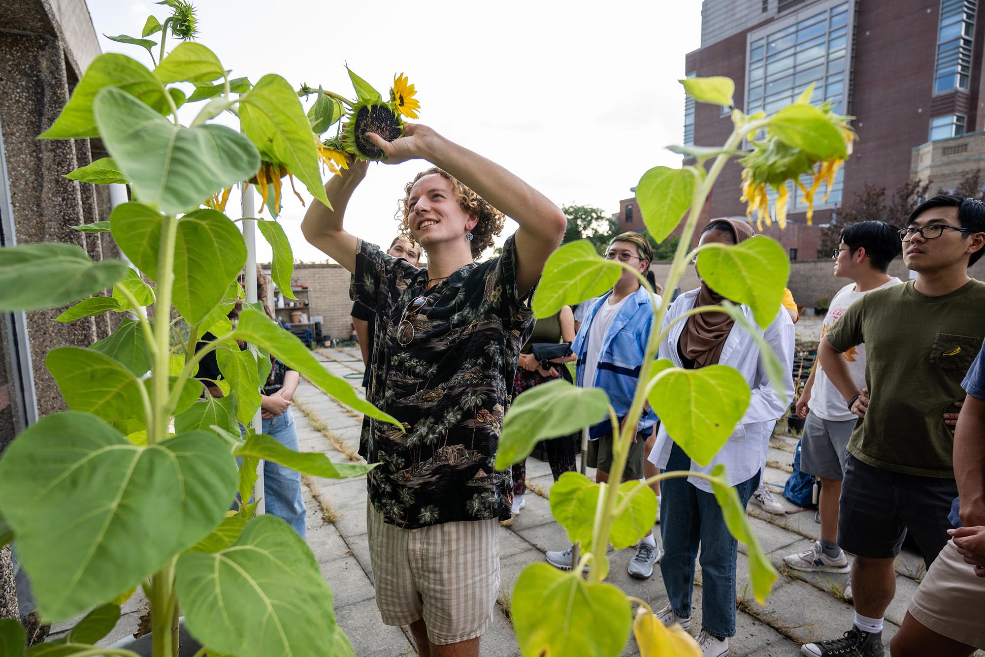 Photo: An individual cutting a sunflower stem in a community garden.