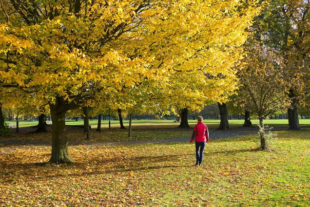 Photo: A woman talking a walk in the park during the Autumn season, with a tree full of yellow leaves next to her and many colorful leaves on the ground