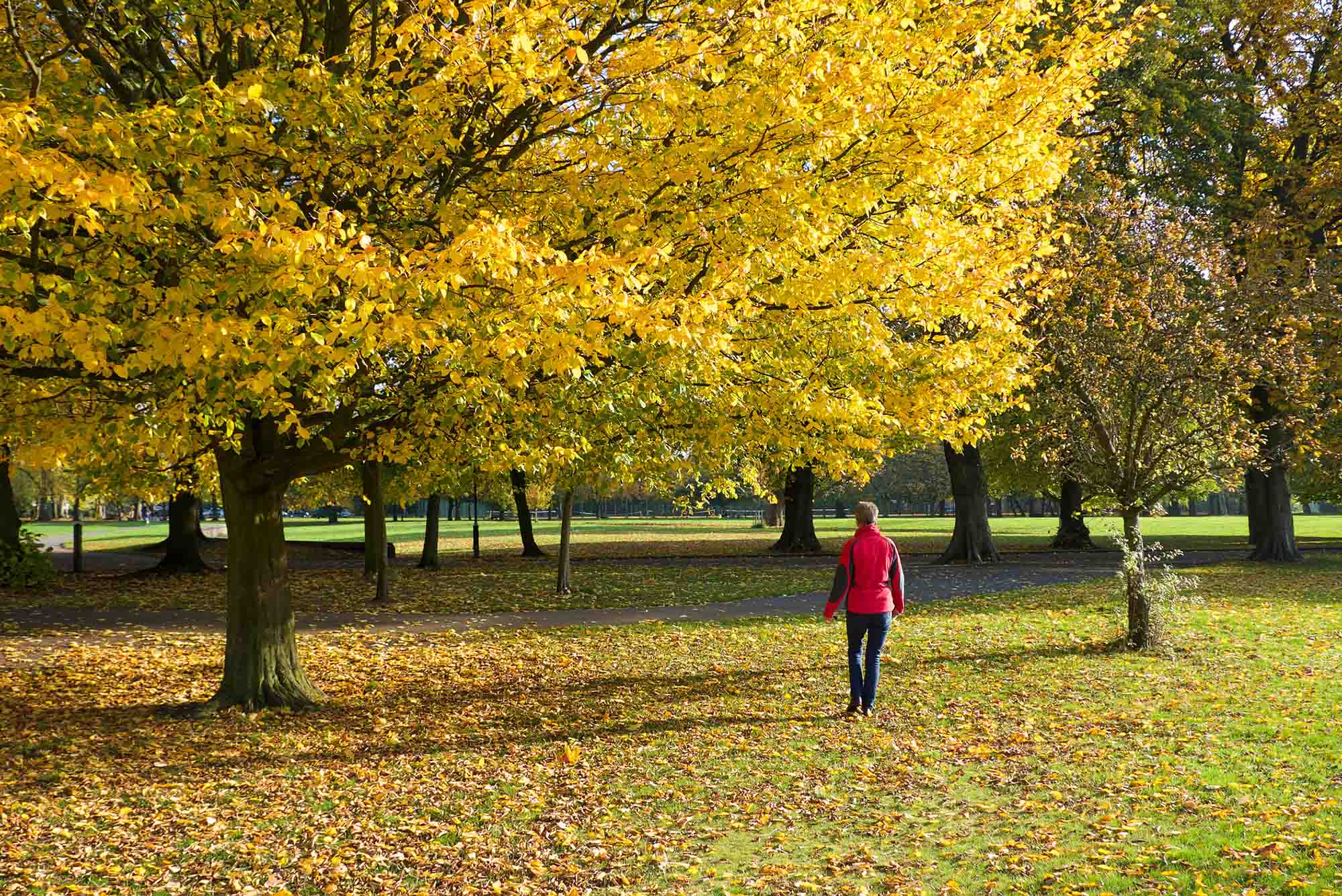 Photo: A woman talking a walk in the park during the Autumn season, with a tree full of yellow leaves next to her and many colorful leaves on the ground
