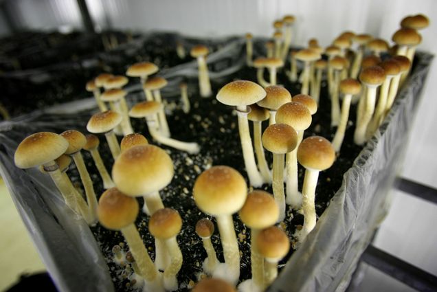 Photo: Psychadelic mushrooms growing in a plastic-wrap covered pot in a grow room