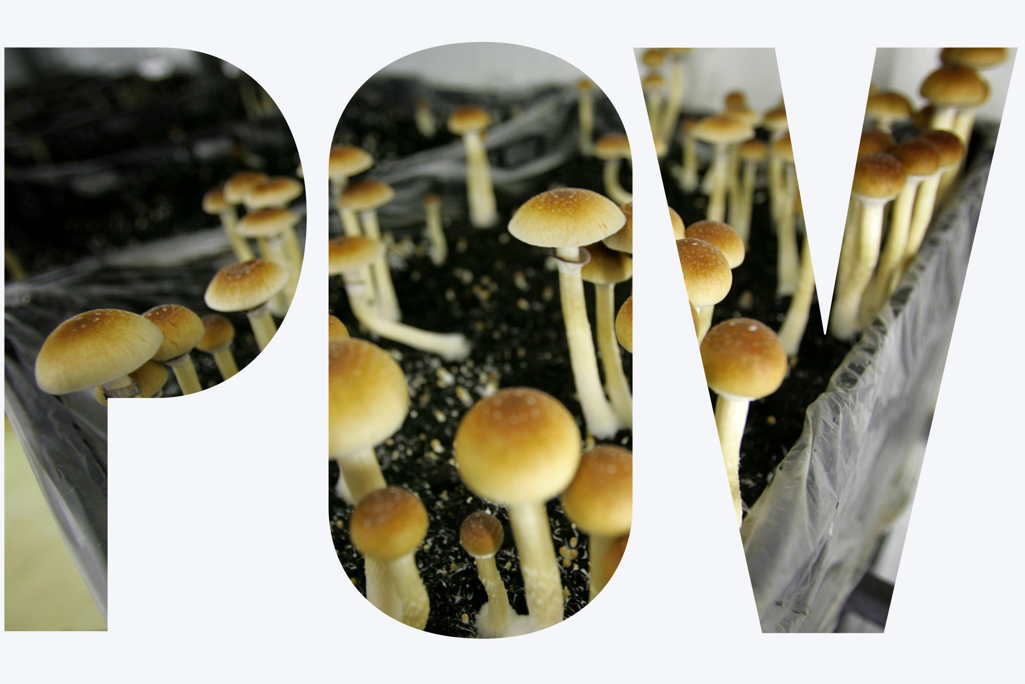 Photo: Psychadelic mushrooms growing in a plastic-wrap covered pot in a grow room. Overlay has the letters "POV"