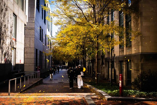Photo: An alleyway framed by autumnal trees with students walking along it
