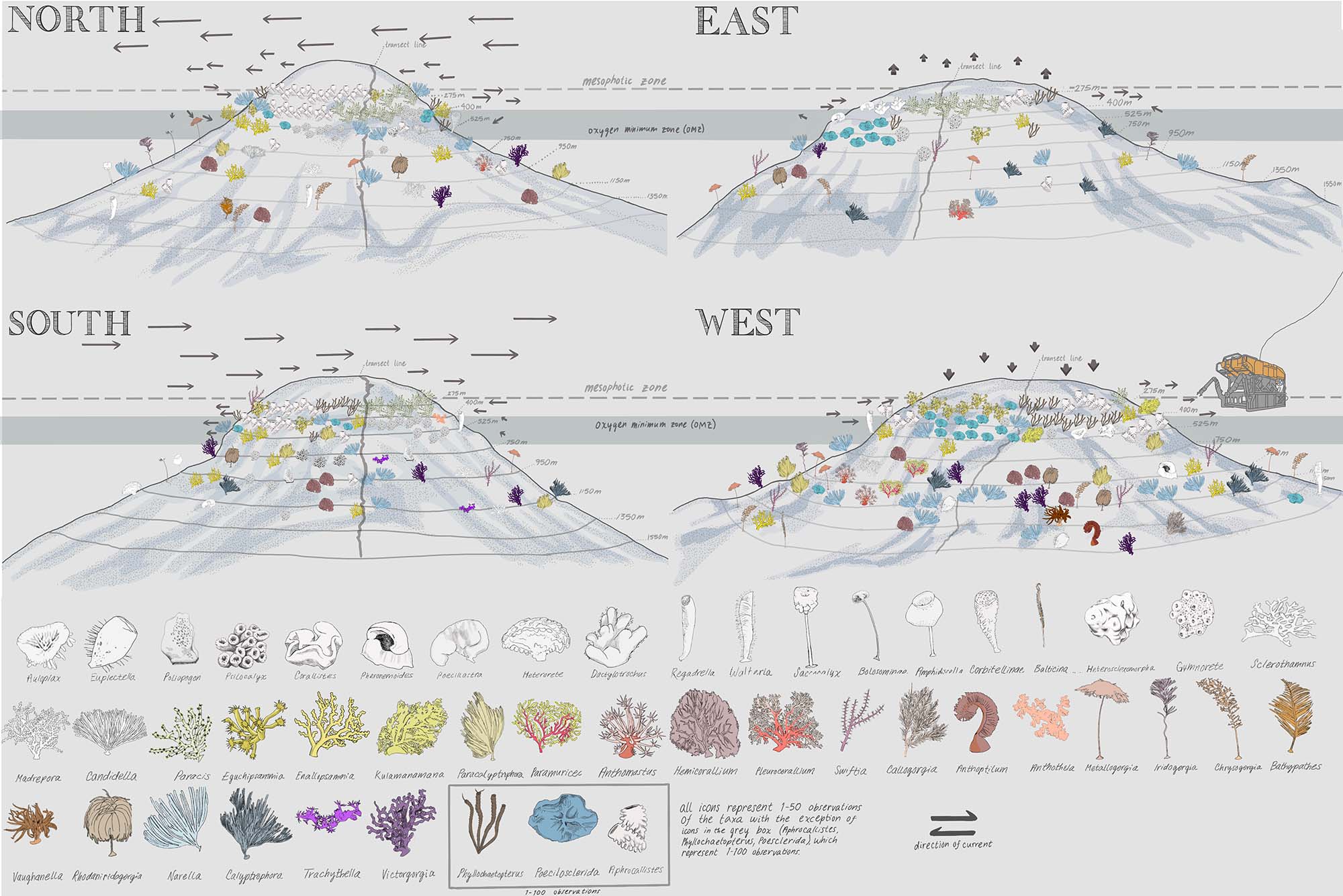 Photo: An infographic depicting a scientifically accurate illustration of a seamount with colorful icons depicting various sealife