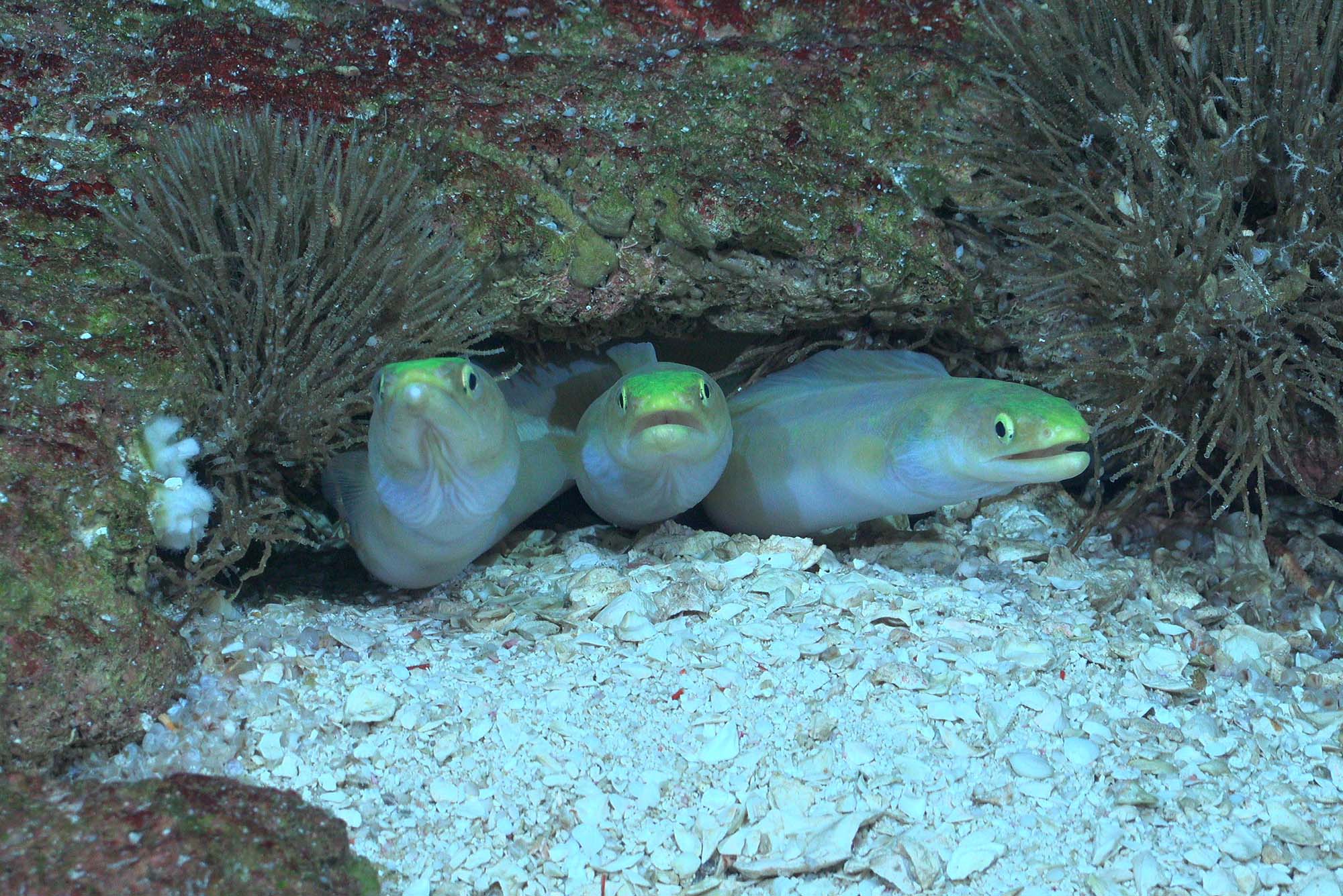 Photo: Three eels peeking out from under a rock in the deep sea